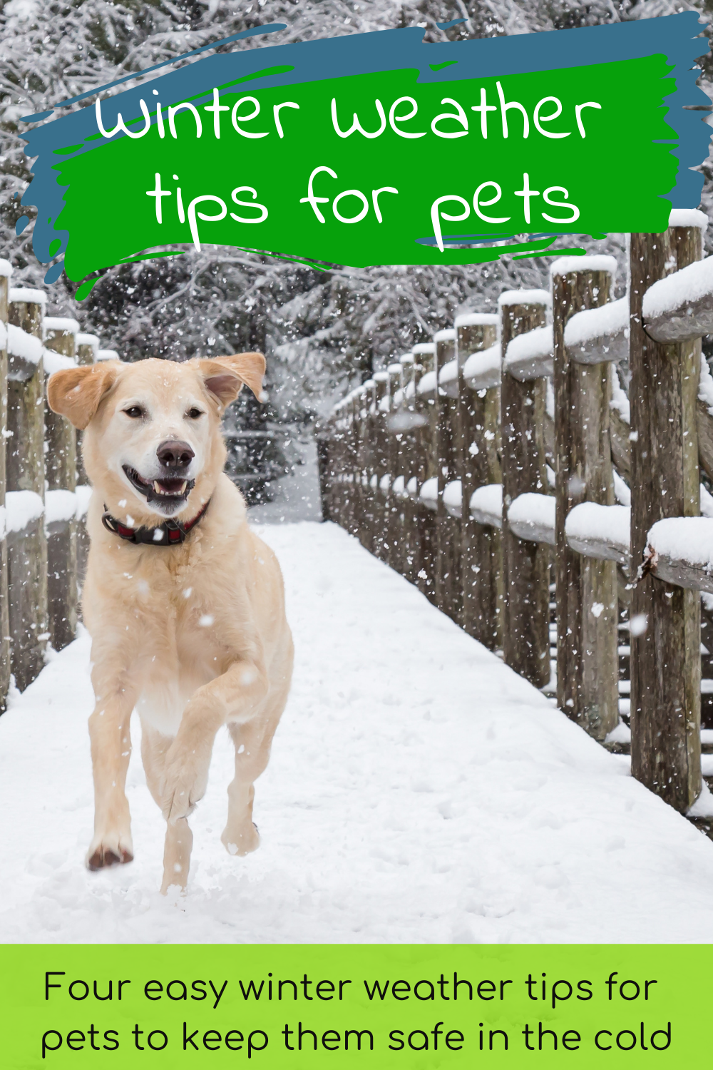 4 Important Winter Weather Tips For Pets To Keep Them Safe In The Cold ...