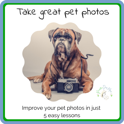 Improve Your Pet Photos In Just 5 Easy Lessons - Pawsitive Dog Mom